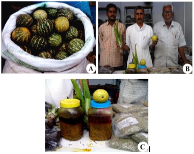 Fig: Fig. 1 A: Fruits of Citrullus colocynthis for sale in gunny bag at the market.