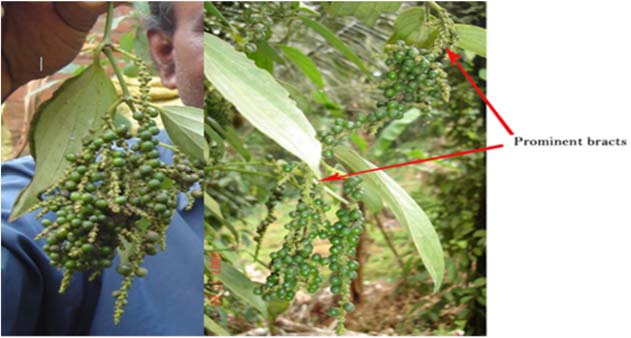 Spike branching black pepper type collected from T.T. Thomas of Idukki District of Kerala