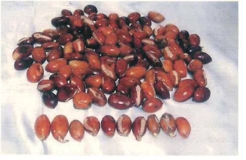 Madhuca Indica (Sprouting Seeds)