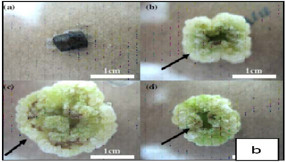Callus induction from the leaf explants of O. sanctum after 4 weeks of culture in MS medium supplemented with different concentrations of picloram. (a) 0 mg/L; (b) 1 mg/L; (c) 3 mg/L; (d) 5 mg/LShoot induction and bud break response of O. sanctum on MS medium supplemented with BA (0.5 mg/l) and IAA (0.5 mg/l) after two weeks of culture.