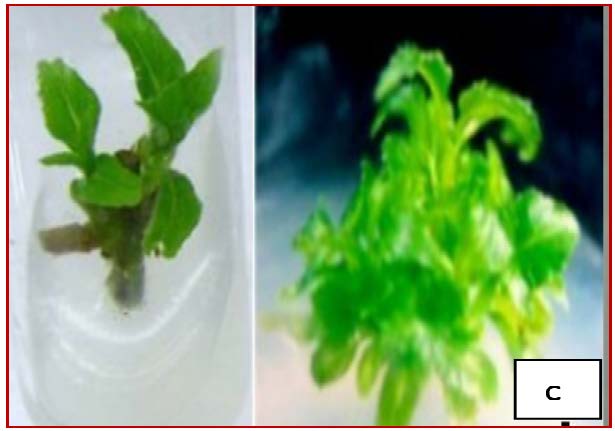 Shoot induction and bud break response of O. sanctum on MS medium supplemented with BA (0.5 mg/l) and IAA (0.5 mg/l) after two weeks of culture.