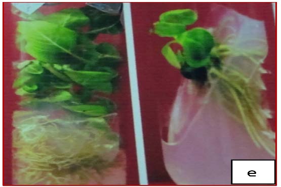 Root induction from in vitro regenerated shoots of O. sanctum on half strength MS medium supplemented with IBA (1.5 mg/l) after five weeks of transfer.