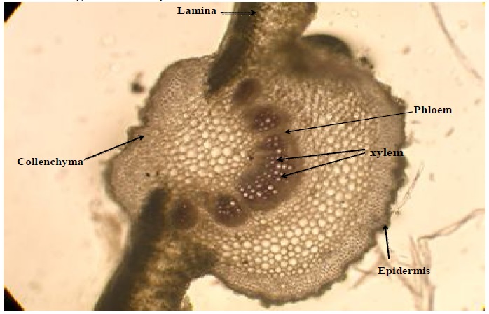 Microscopic Characters : T.S. of Adhatoda vasica leaf