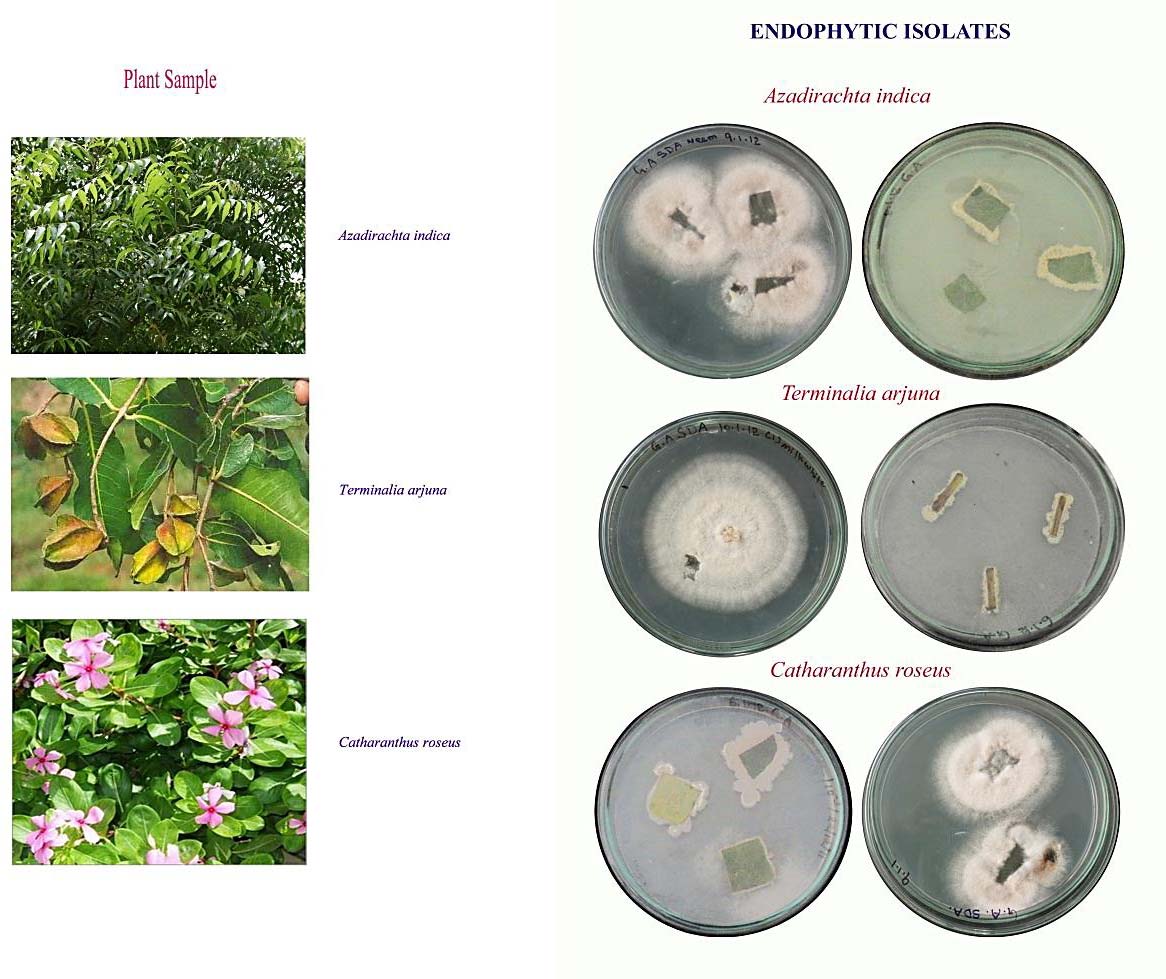 Selected medicinal plants and the isolated microbes