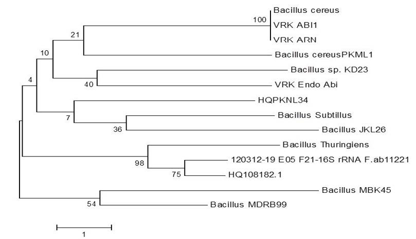 Neighbour-joining phylogenetic tree from analysis of 16S rRNA gene sequence