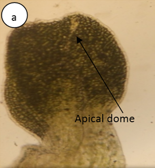  Light micrographs of excised meristem showing apical dome