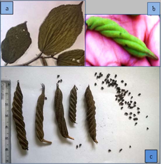 Pictures showing (a) Shade dried leaves, (b) Fresh fruit, (c) Shade dried fruits of Helicteres isora with seeds (on a centimeter scale). All the images are from our own collection.