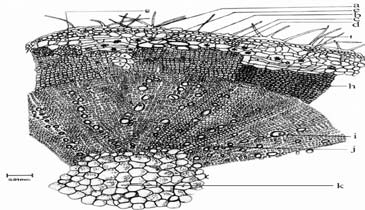 Sida cordifolia L.: T.S. of stem- A portion enlarged. a. Stellate hairs, b. Epidermis, c. Hypodermis, d. Parenchyma cells, e. Mucilage cavity, f. crystal, g. Extra phloem fibre, h. Secondary phloem, i. Secondary xylem, j. Medullary ray, k. Pith