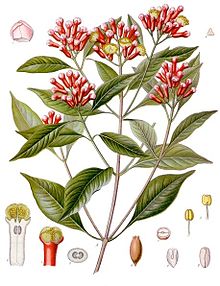 The Syzygium aromaticum Plant