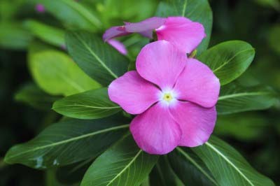 The Catharanthus roseus plant