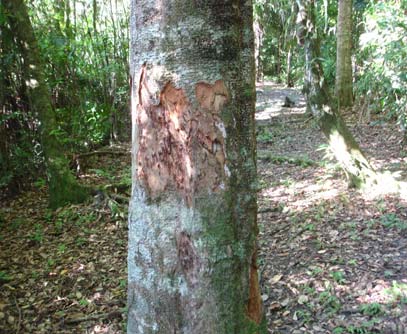 Richeria grandis Tree showing Bark