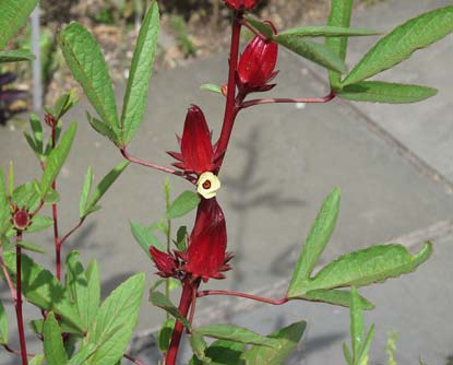The Hibiscus sabdariffa Plant.