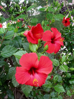 The Hibiscus rosa-sinensis Plant