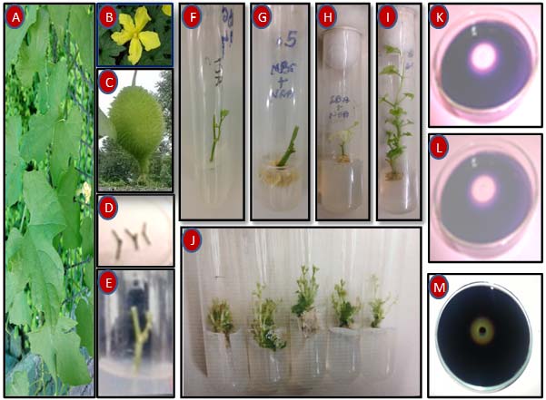 In vitro Shoot formation from nodal culture and amylase activity of fruit extract and fresh callus of Momordica dioica (A-Whole plant;BFlower; C-Fruit;D-Nodal Explants; E-Inoculation of nodal explants; F-After 10 days;G-Nodal with callus; H-Shoot and callus; I-Shoot elongation with callus; J- Shoot multiplication; Amylase activity (K- Control; L- Fruit extract; M-Fresh callus)