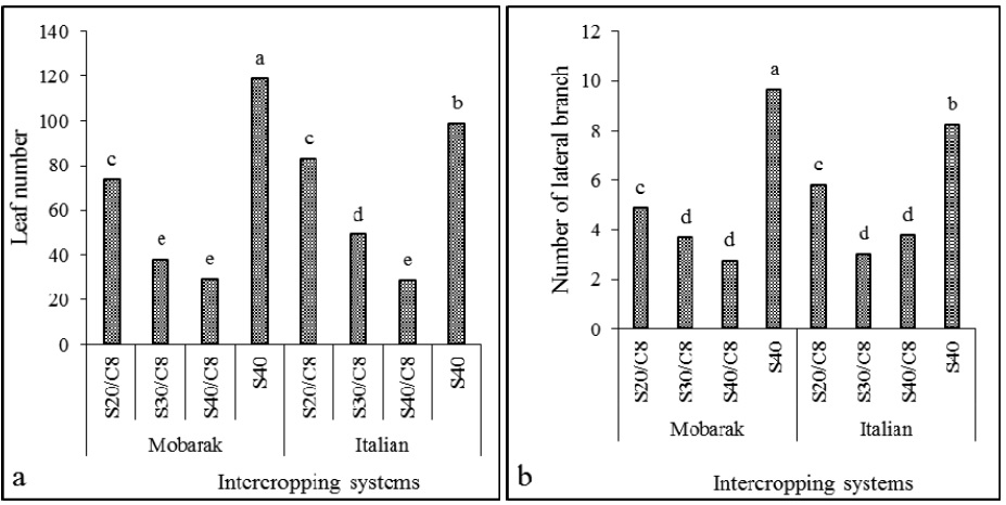 Number of leaf (a) and lateral branch (b) of sweet basil cultivars (Mobarake and Italian large leaf) in response to different intercropping systems with corn