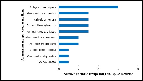 Number of ethnic groups in Ethiopia using Amaranthaceae species as medicine