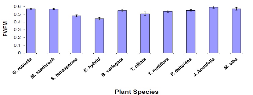 Fv/Fm values of some tree species recorded between 12.00 to 14.00 hrs in the month of June, 1994 after 1 year
