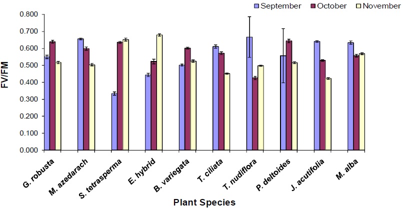Fv/Fm values of some tree species recorded between 12.00 to 14.00 hrs in different months 1995, second year planting