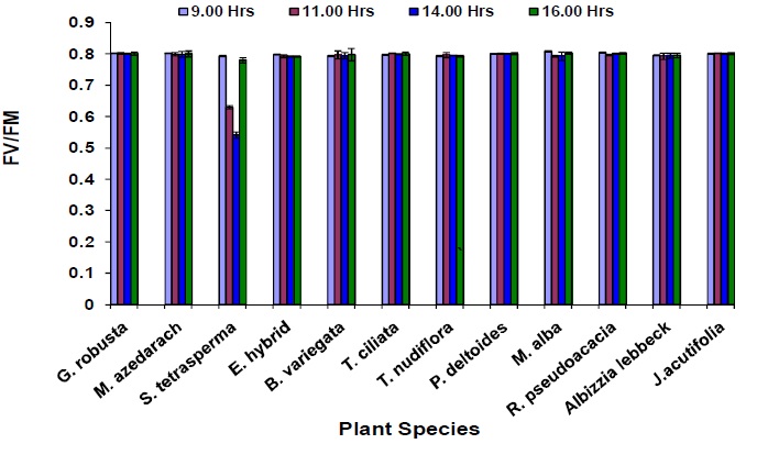 The Fv/Fm values of some tree species recorded in the month of June 1995 at different hours
