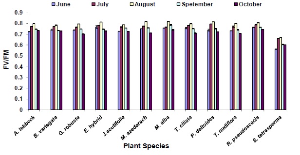 The Fv/Fm values of some tree species, recorded between 8.00 hrs to 12.00 hrs and 14.30 hrs to 17.00 hrs in different months, third year of planting.