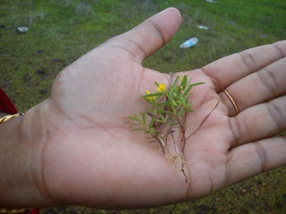 Polygala elongate (Amrtanjan plant)