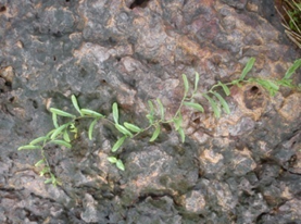 Merremia tridentate (prasarini)
