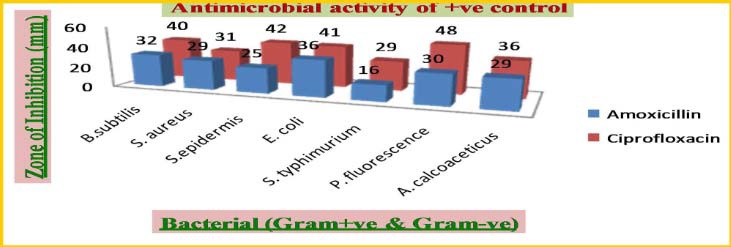 Bar diagram showing antimicrobial activity of +ve control against bacterial strains.