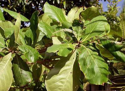 Terminalia catappa L.