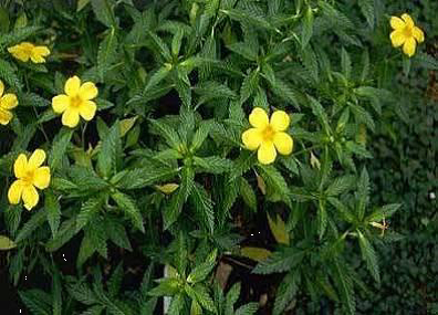 Turnera diffusa