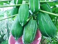 Fruits of Papaya