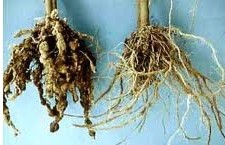 Roots Of Papaya