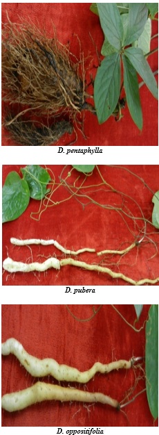 Nymphoides krishnakesara